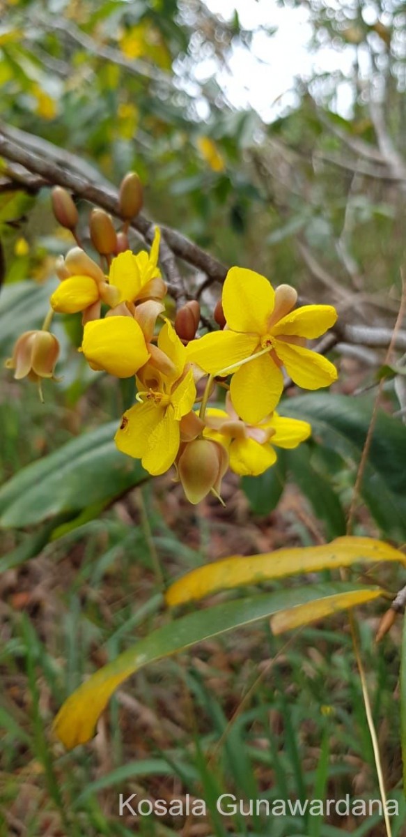 Ochna jabotapita L.